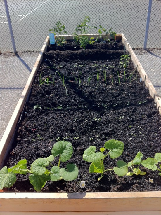 June Community Garden Plot