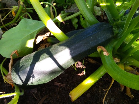 Zucchini Harvest