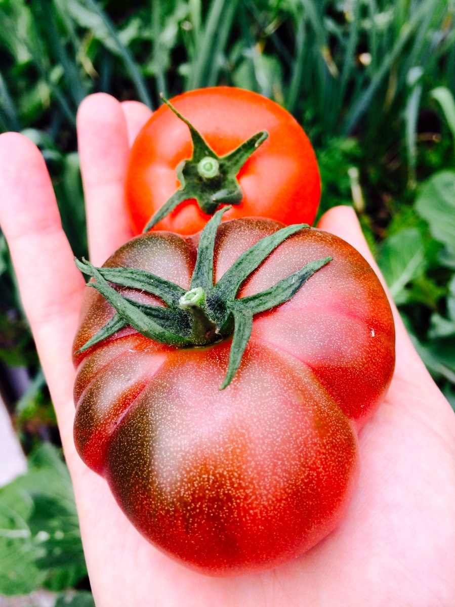 Freshly Picked Tomatoes